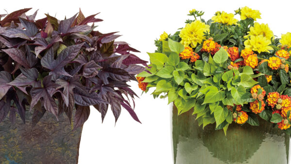 イポメア モリーナ／スパイラル