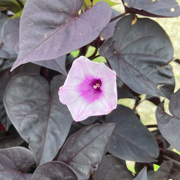 イポメア モリーナ ショコラートの花