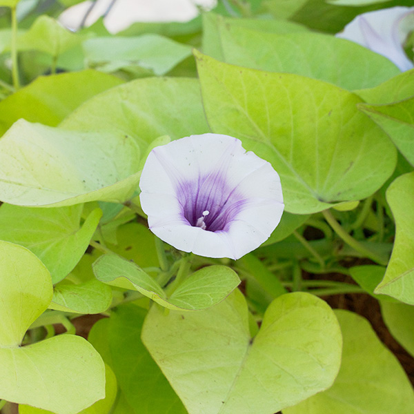 イポメア モリーナ ライムハートの花