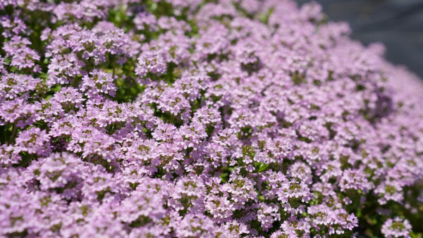 タイム セントグレート