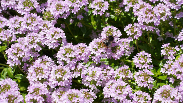 タイム セントグレードの育て方