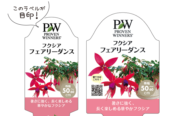 フクシア フェアリーダンス