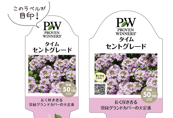 タイム セントグレード パフィラベル