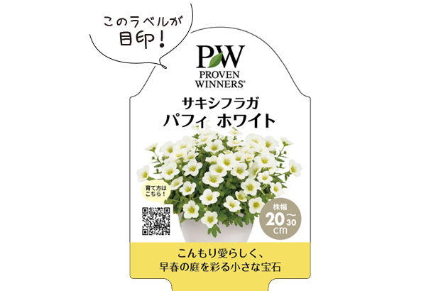 サキシフラガ パフィラベル