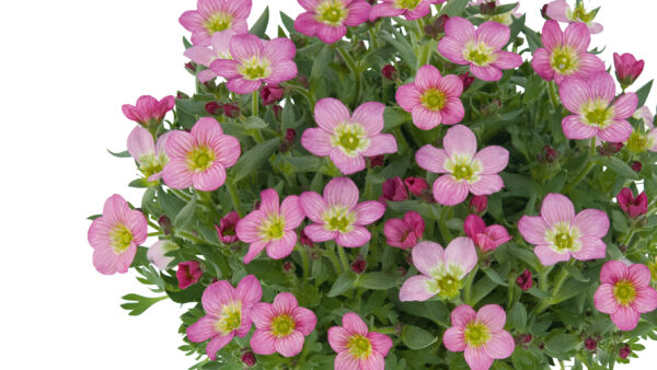 サキシフラガ パフィ（クモマグサ）