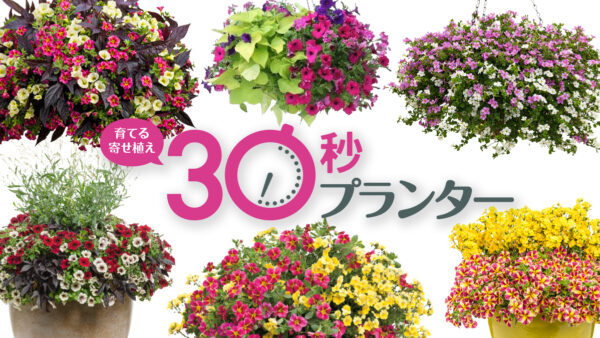 育てる寄せ植え 30秒プランター