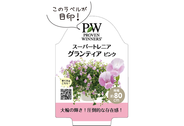 スーパートレニアグランディアベル