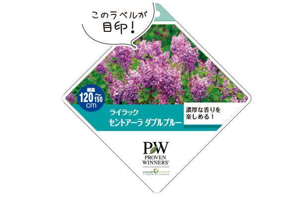 ライラック セントアーララベル