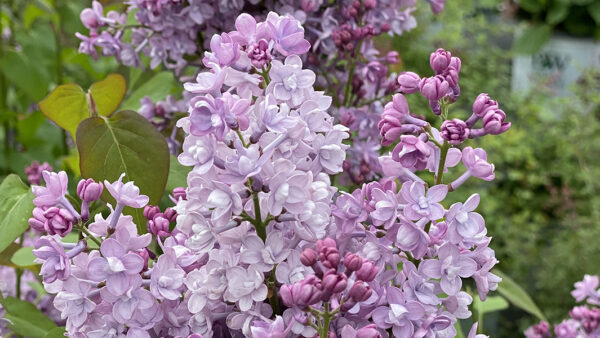 ライラック セントアーラ ダブルブルーの育て方