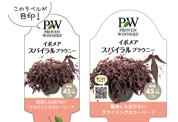 イポメア モリーナ/スパイラル