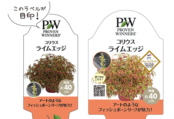 コリウス ライムエッジラベル
