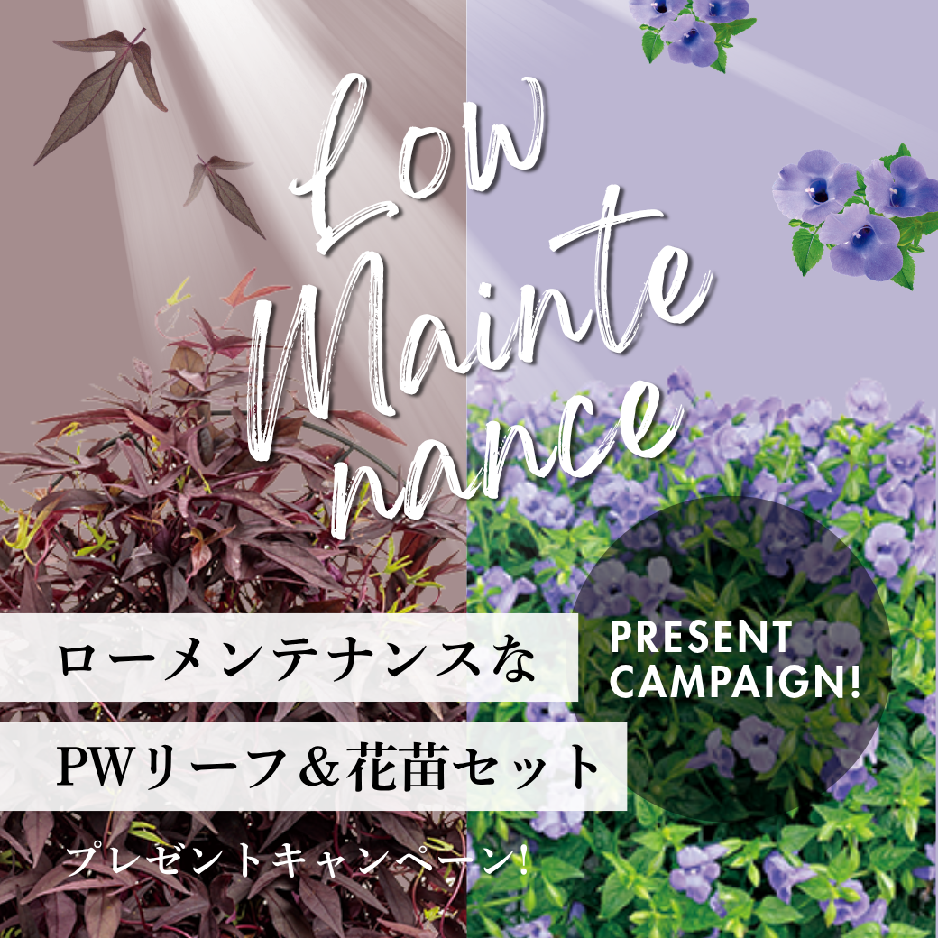 ローメンテナンスなPWリーフ＆花苗セット プレゼント！