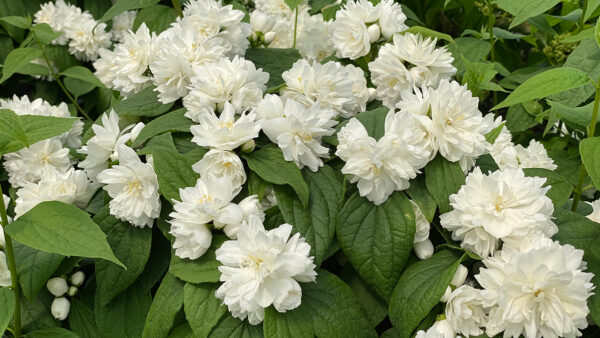商品 | PROVEN WINNERS (PW)【植物の国際ブランド】