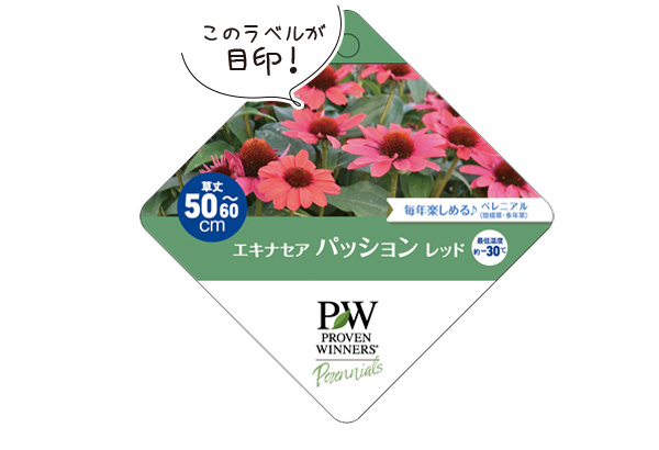 エキナセアパッションラベル