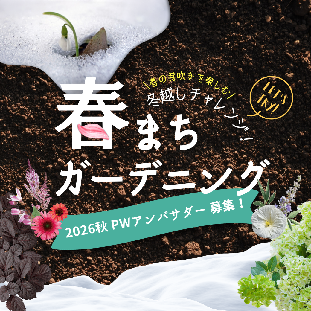 2026秋PWアンバサダー募集！