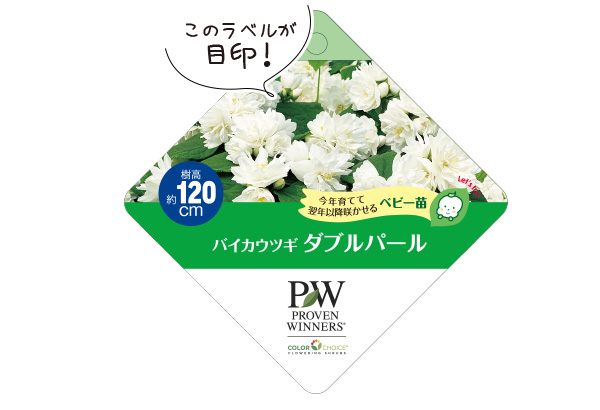 バイカウツギ ダブルパールラベル