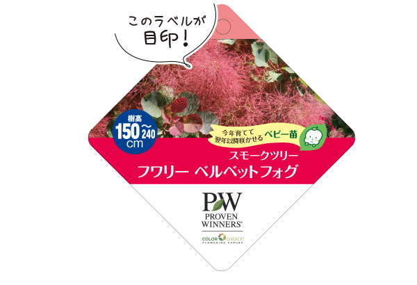 スモークツリー フワリーラベル