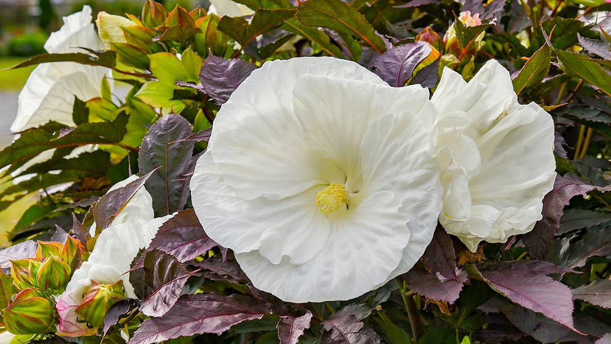 ハイビスカス サマリフィック | PROVEN WINNERS (PW)【植物の国際